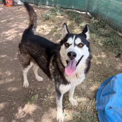 Shelter Stray Female Dog last seen , 11665 US-89, Flagstaff, AZ 86004, USA