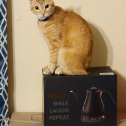 Lost Male Cat last seen The Marina Del Rd/ Waterford Dr block, Fort Worth, TX 76179