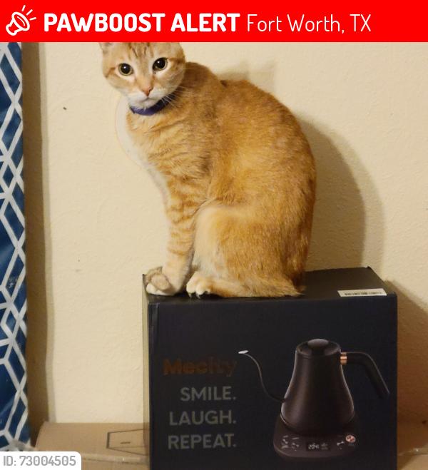 Lost Male Cat last seen The Marina Del Rd/ Waterford Dr block, Fort Worth, TX 76179