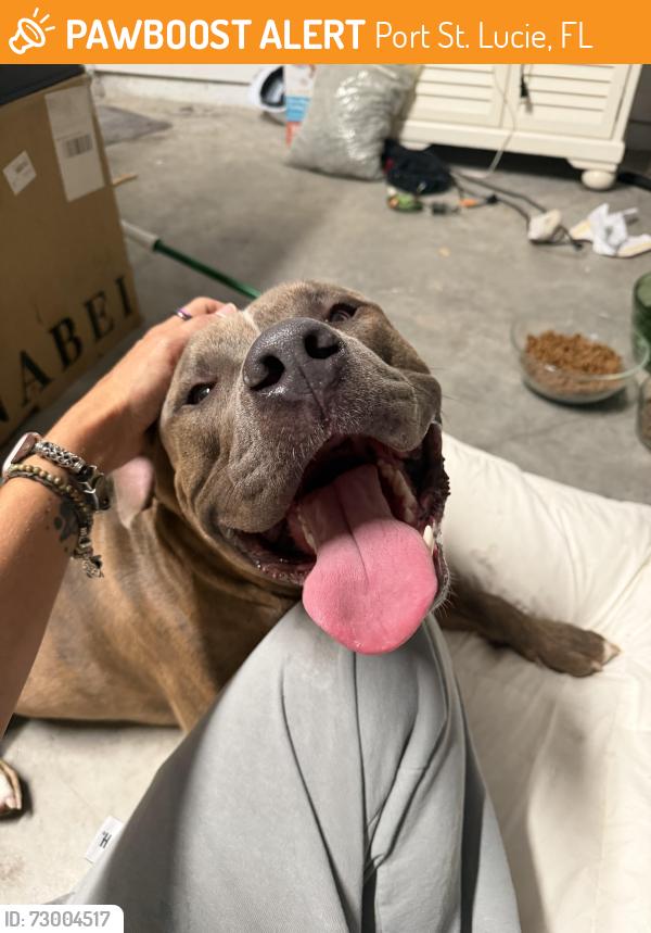 Found/Stray Male Dog last seen Near and psl west blvd, Port St. Lucie, FL 34986