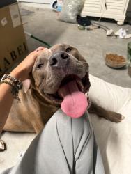 Found/Stray Male Dog last seen Near and psl west blvd, Port St. Lucie, FL 34986