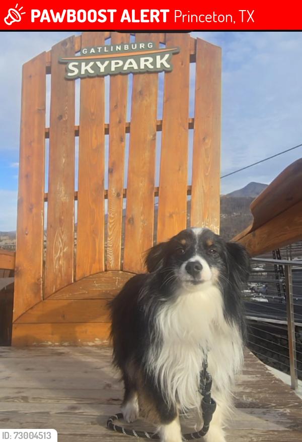 Lost Female Dog last seen San Remo, Princeton, TX 75407