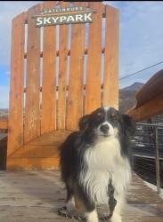 Lost Female Dog last seen San Remo, Princeton, TX 75407