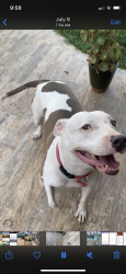 Reunited Female Dog last seen Baker and Babb, Costa Mesa, CA 92626