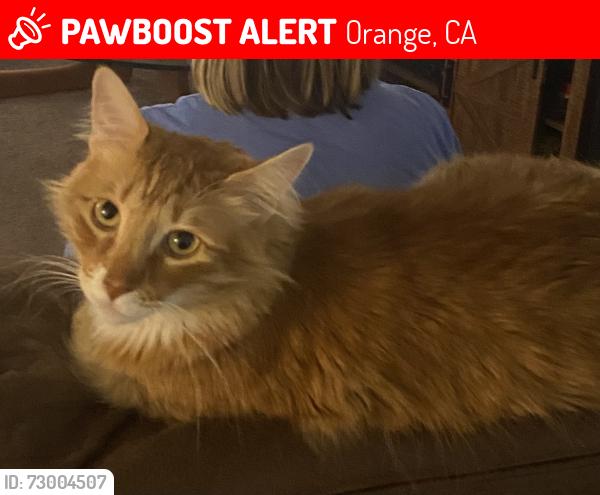 Lost Male Cat last seen Rancho Santiago , Orange, CA 92869