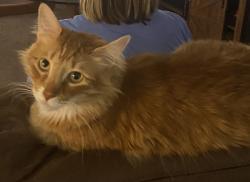 Lost Male Cat last seen Rancho Santiago , Orange, CA 92869