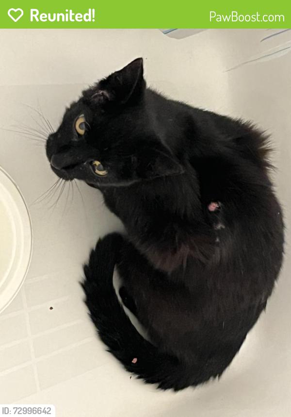 Reunited Male Cat last seen Walnut & Garfield, Louisville, CO 80027