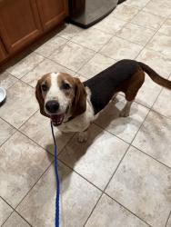 Reunited Male Dog last seen Crestview and Ford, Redlands, CA 92374