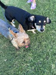 Found/Stray Male Dog last seen Ridge and courtyards , McKinney, TX 75072