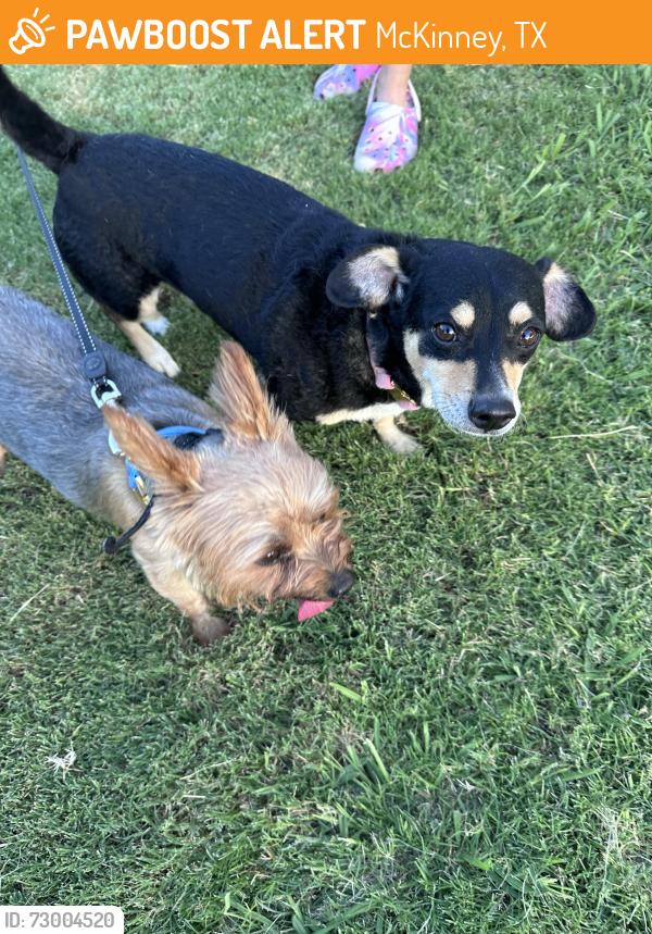 Found/Stray Male Dog last seen Ridge and courtyards , McKinney, TX 75072