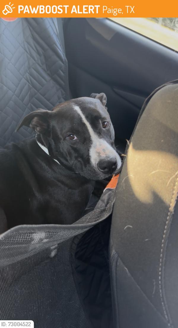 Found/Stray Male Dog last seen Chevron, Paige, TX 78659