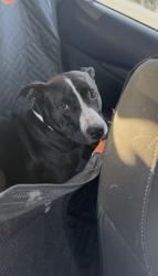 Found/Stray Male Dog last seen Chevron, Paige, TX 78659
