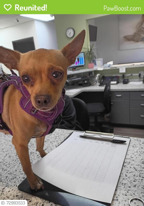 Reunited Female Dog last seen Decatur and Rancho drive, Las Vegas, NV 89106