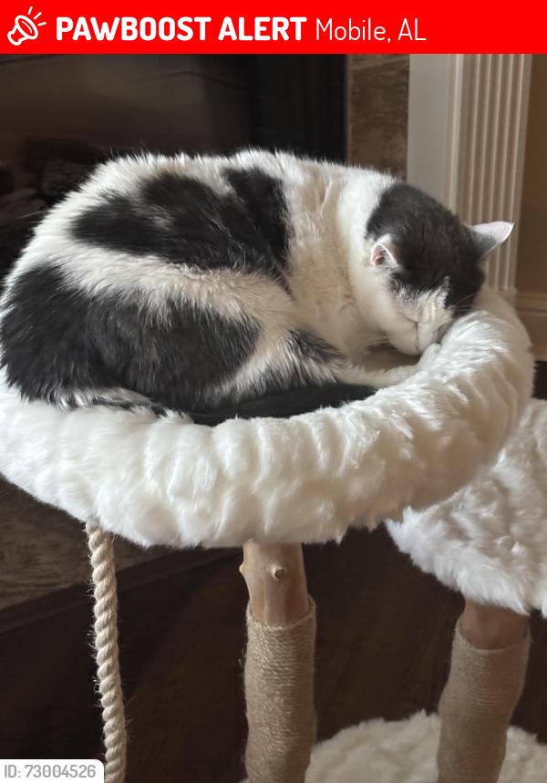Lost Female Cat last seen Linlen Ave Mobile Alabama, Mobile, AL 36608