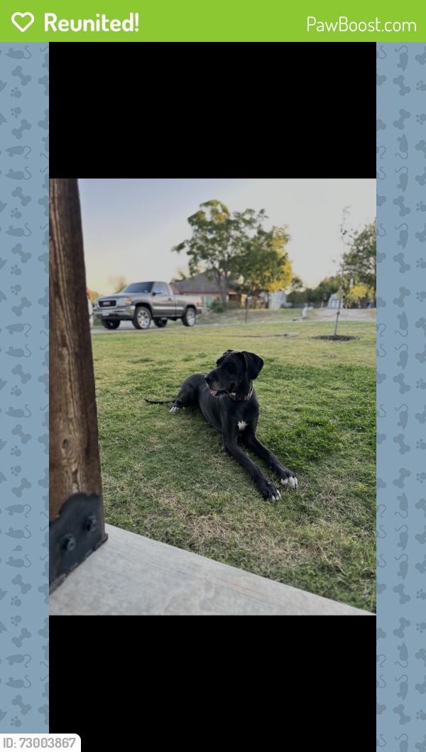 Reunited Female Dog last seen At home , Fort Worth, TX 76106