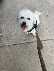 Found/Stray Male Dog last seen Hillsdale and Brett Dr., Foothill Farms, CA 95842