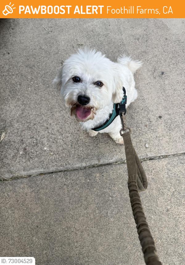 Found/Stray Male Dog last seen Hillsdale and Brett Dr., Foothill Farms, CA 95842