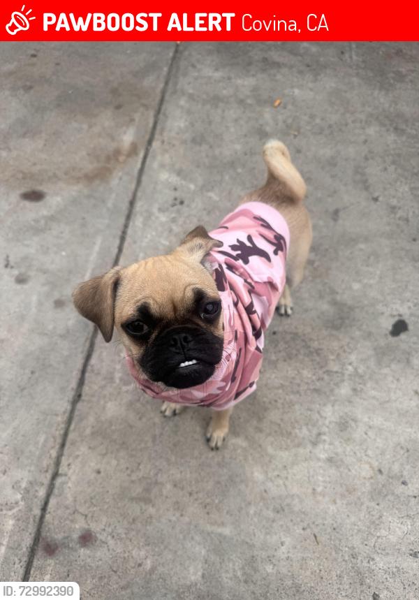 Lost Female Dog last seen Coney and E. Bellbrook st , Covina, CA 91722