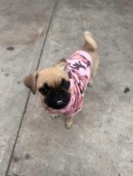 Lost Female Dog last seen Coney and E. Bellbrook st , Covina, CA 91722