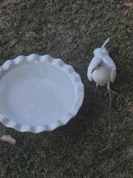 Found/Stray Unknown Bird last seen Hosking ave, Bakersfield, CA 93313