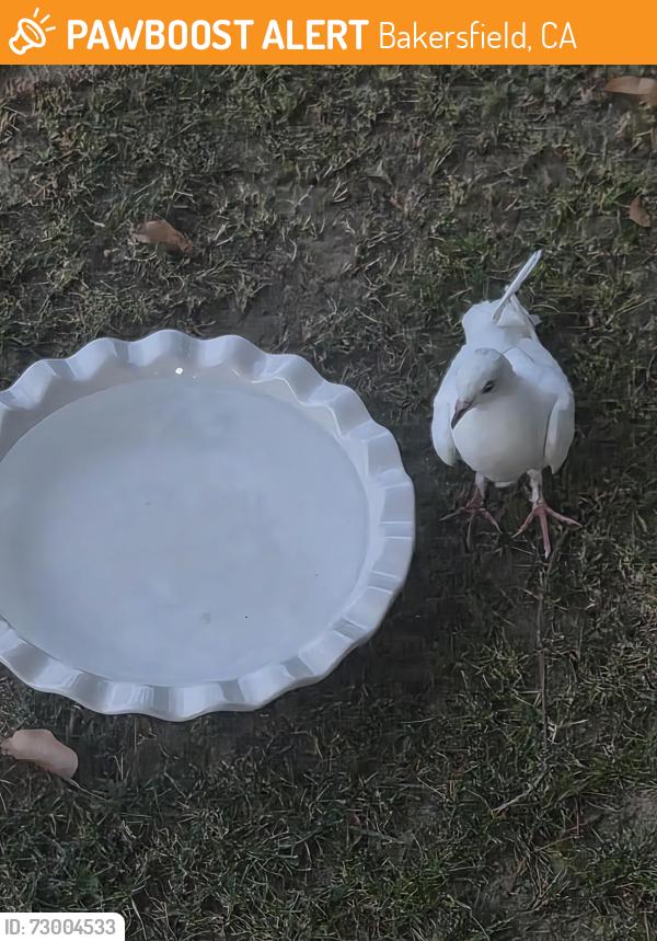 Found/Stray Unknown Bird last seen Hosking ave, Bakersfield, CA 93313
