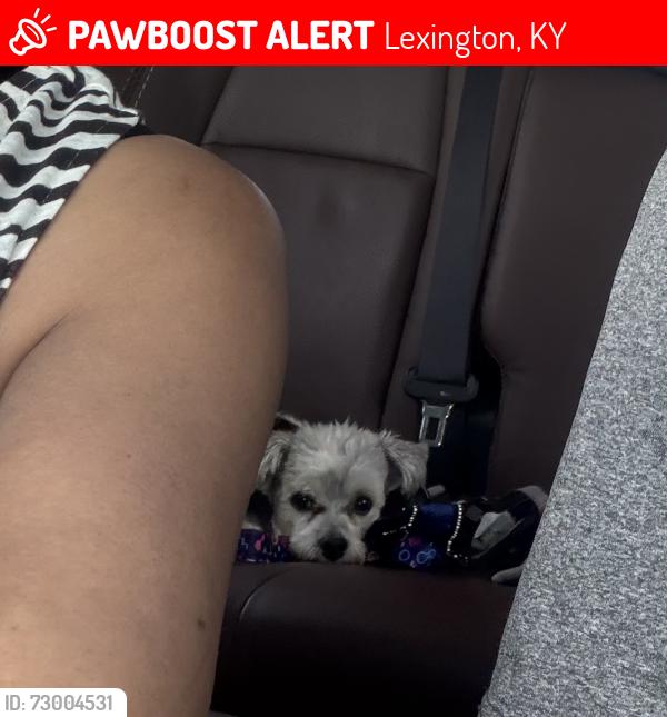Lost Male Dog last seen Legend stadium, Lexington, KY 40503