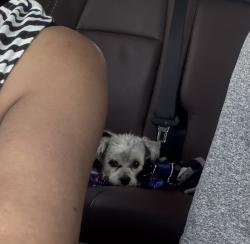 Lost Male Dog last seen Legend stadium, Lexington, KY 40503