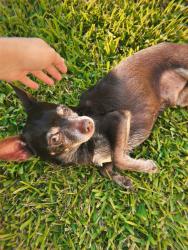 Reunited Male Dog last seen Mobile Dr heading towards W Ellaine Ave cross, Pasadena, TX 77506