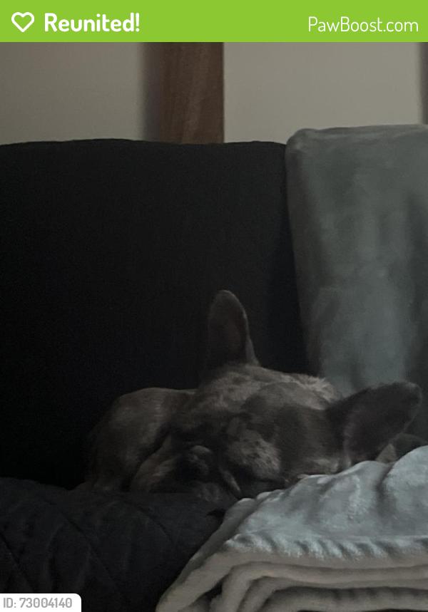 Reunited Male Dog last seen By cougar mountain middle school , Graham, WA 98338