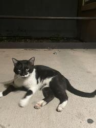 Found/Stray Unknown Cat last seen Near w mitc apt , Arlington, TX 76013