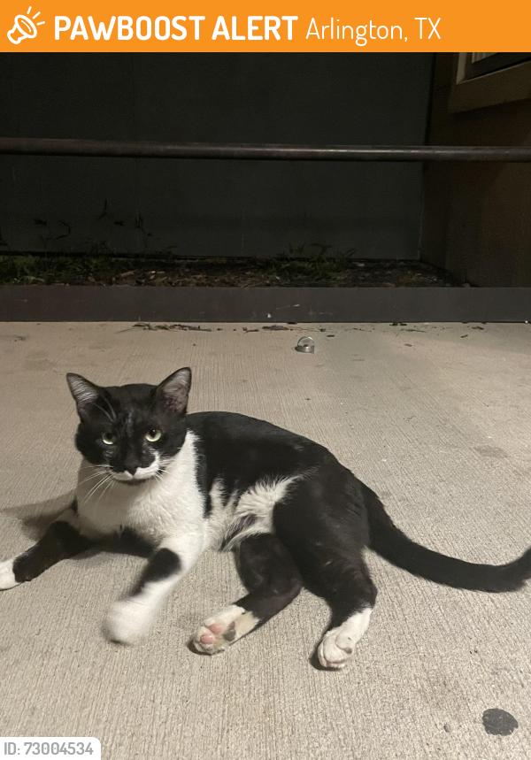 Found/Stray Unknown Cat last seen Near w mitc apt , Arlington, TX 76013