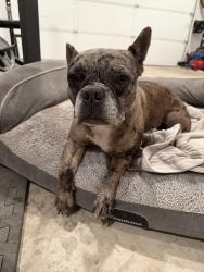 Reunited Female Dog last seen Hemet High, Hemet, CA 92544