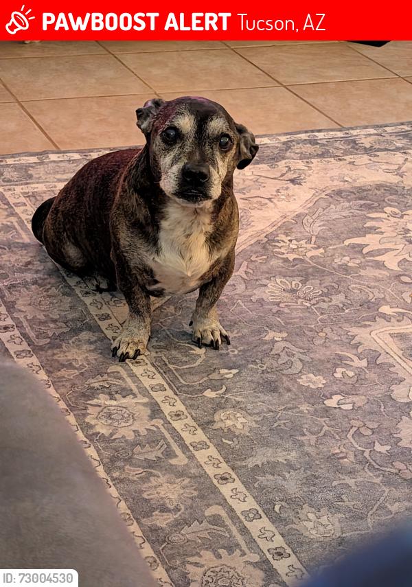 Lost Male Dog last seen 22nd St and Kolb neighborhood behind Ace , Tucson, AZ 85710