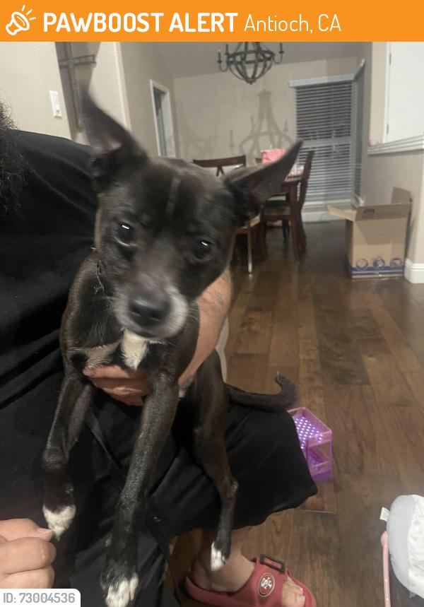 Found/Stray Male Dog last seen Cavallo and Wilbur, Antioch, CA 94509