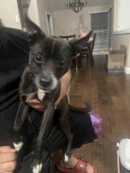 Found/Stray Male Dog last seen Cavallo and Wilbur, Antioch, CA 94509