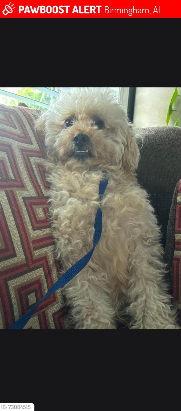 Lost Male Dog last seen 5th Ave SW BIRMINGHAM, AL, Birmingham, AL 35211