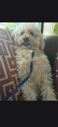 Lost Male Dog last seen 5th Ave SW BIRMINGHAM, AL, Birmingham, AL 35211