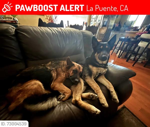 Lost Female Dog last seen Nelson & Unruh, La Puente, CA 91744