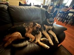 Lost Female Dog last seen Nelson & Unruh, La Puente, CA 91744