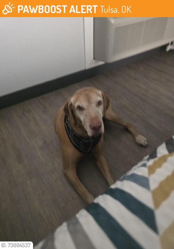 Found/Stray Male Dog last seen 71st and lewis ave. Quick in clean carwash, Tulsa, OK 74136
