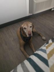 Found/Stray Male Dog last seen 71st and lewis ave. Quick in clean carwash, Tulsa, OK 74136