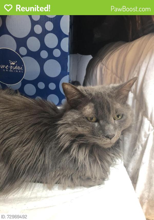 Reunited Female Cat last seen New York Ave, Glendale, CA 91214