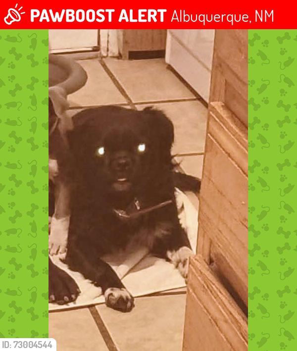 Lost Male Dog last seen 4th/canderlia, Albuquerque, NM 87107