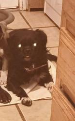 Lost Male Dog last seen 4th/canderlia, Albuquerque, NM 87107