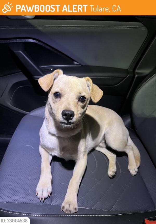 Found/Stray Male Dog last seen Exit 87 of Highway 99 in Tulare, Tulare, CA 93274