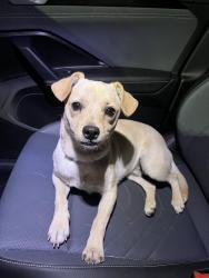 Found/Stray Male Dog last seen Exit 87 of Highway 99 in Tulare, Tulare, CA 93274
