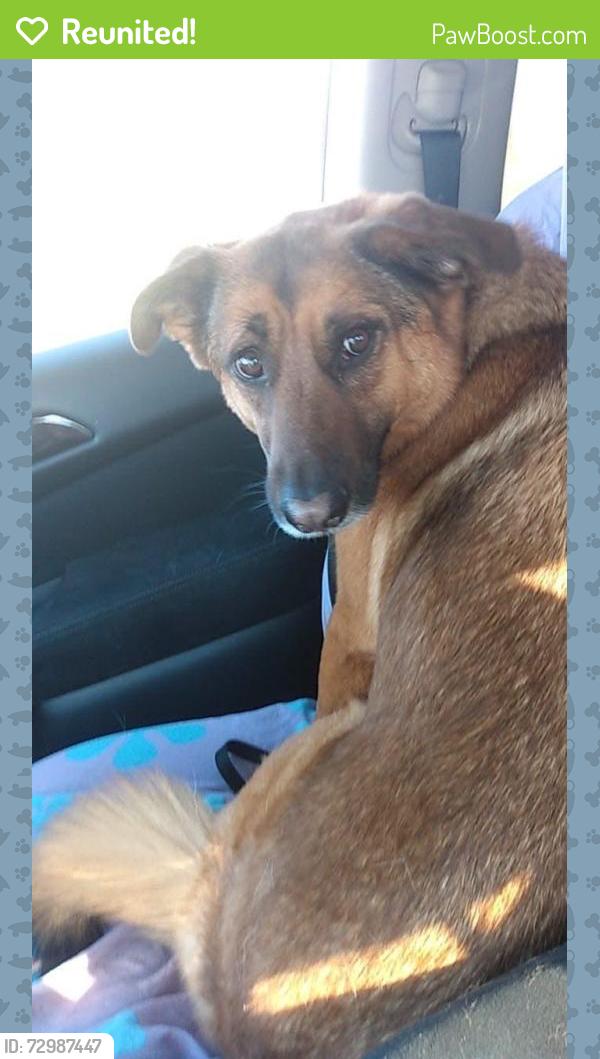 Reunited Female Dog last seen Near Sandyrock Ln, Antioch, TN 37013, USA, Nashville, TN 37013
