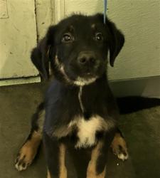 Shelter Stray Male Dog last seen , 1850 W 60th St, Los Angeles, CA 90047, USA
