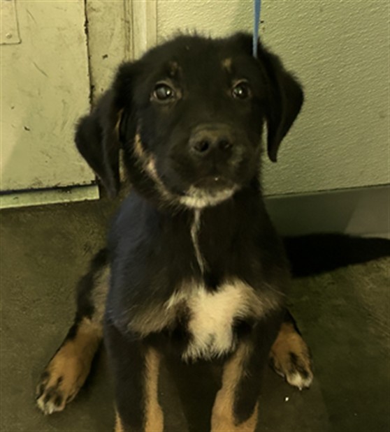 Shelter Stray Male Dog last seen , 1850 W 60th St, Los Angeles, CA 90047, USA