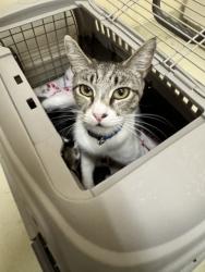 Shelter Stray Female Cat last seen DOANE ST, 1950 Stevenson Blvd, Fremont, CA 94538, USA